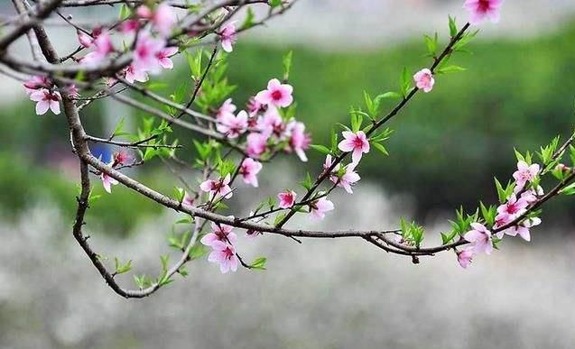 云南省成人高考参加考试后几月份入学?(图1) 云南省成人高考参加考试后几月份入学?